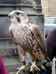 Attraction along the Royal MIle