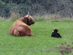 Hairy Coos