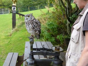 Weigh-in,  Falconry Experience, Machynlleth