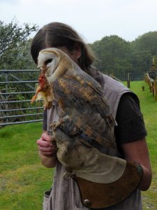 Luce feeding an Owl, Falconry Experience, Machynlleth